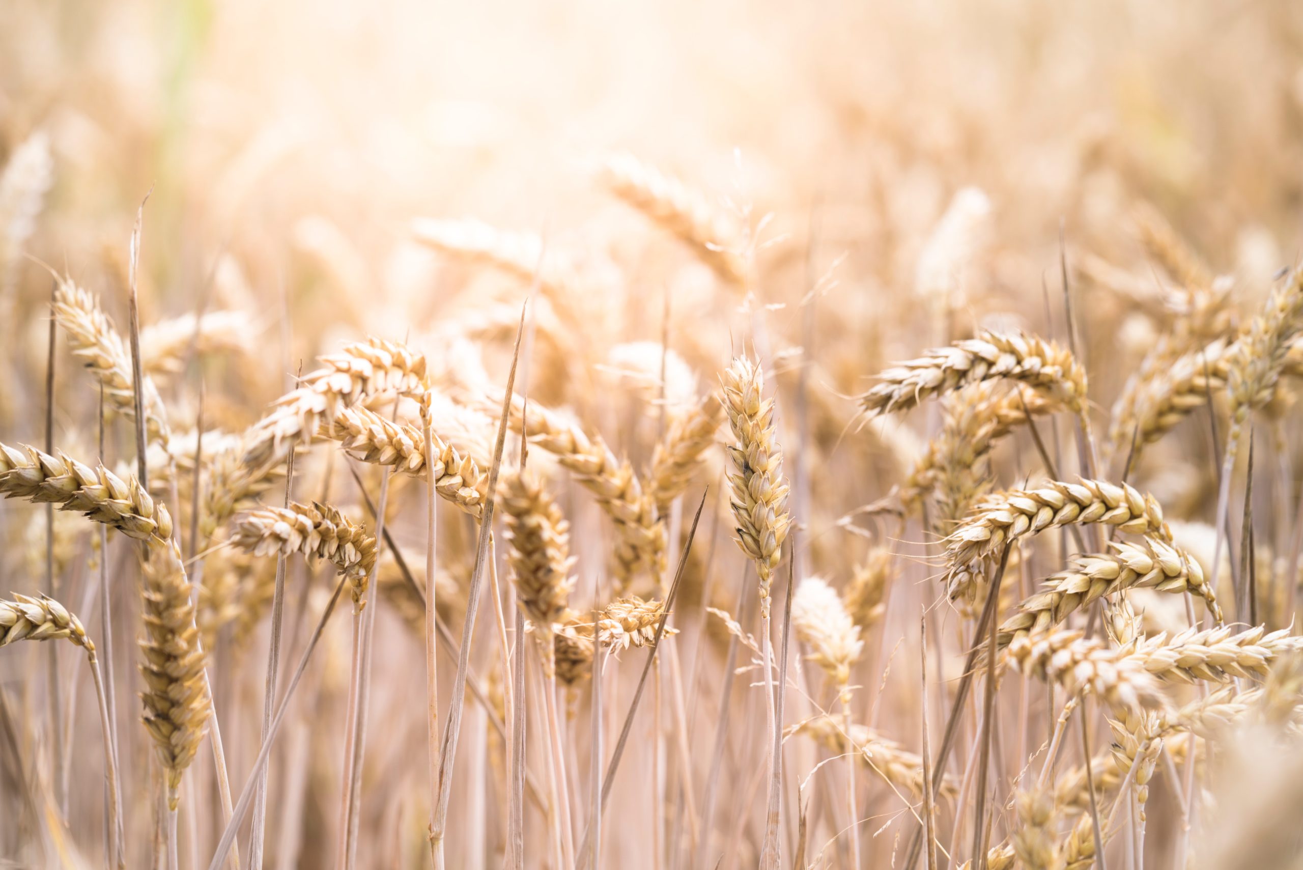 Whole grain, whole wheat, refined grain, and enriched grain – what are the differences?